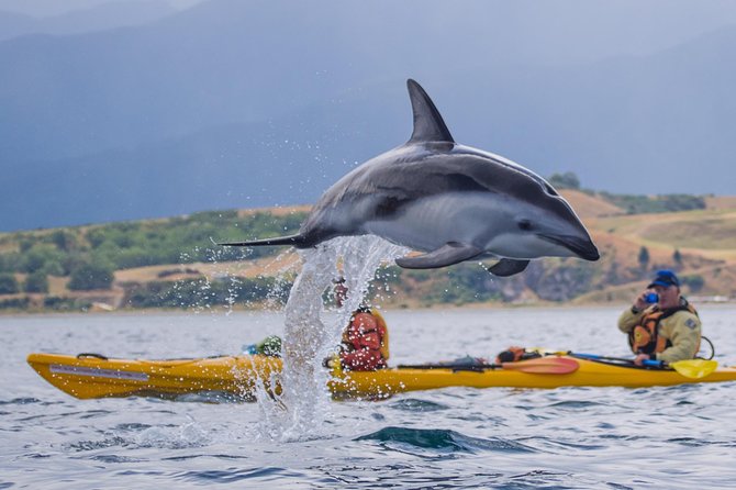 Private Wildlife Kayaking Tour - Kaikoura - Kayaking with Kaikoura wildlife: what you’re really paying for