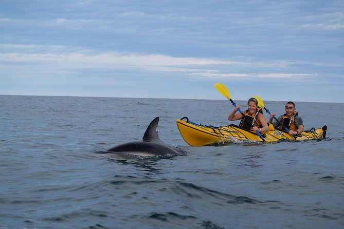 Private Wildlife Kayaking Tour - Kaikoura - Peninsula Seal Colony: watching wildlife with the right distance