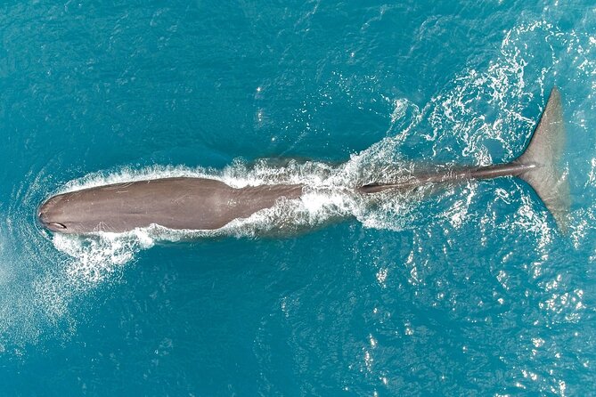 Private Wildlife Kayaking Tour - Kaikoura - Wildlife odds: what you’re guaranteed vs what’s a nice surprise