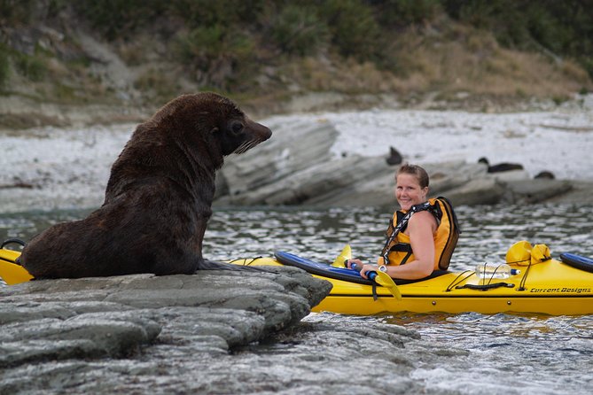 Private Wildlife Kayaking Tour - Kaikoura - Paddling time, timing, and how to plan your day