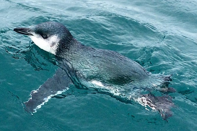 Private Wildlife Kayaking Tour - Kaikoura - What to wear and bring so you stay comfortable