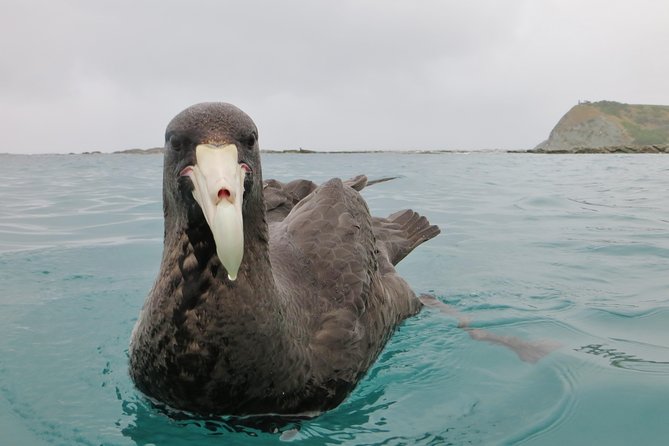 Private Wildlife Kayaking Tour - Kaikoura - The private format: why “just your group” feels different