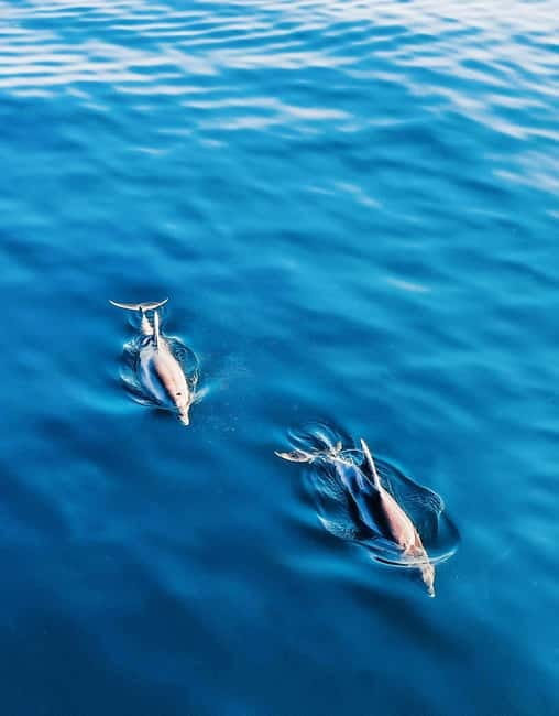 Puerto Banús: Floky Boat Cruise with Snorkeling & Paddle SUP - Drinks and the all-inclusive value: what’s included and what to watch