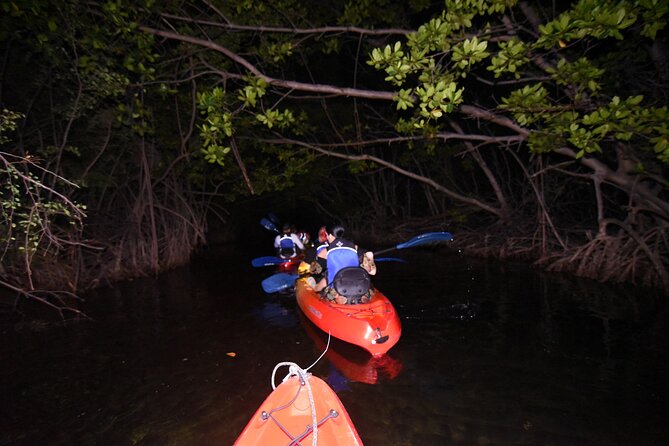 Puerto Rico Sunset Magic: Bio Bay Kayaking Tour from Fajardo - Marine Biologist Guidance: The Why Behind What You See