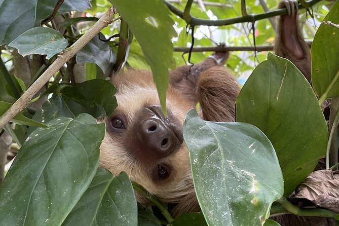 Puerto Viejo Sloth Jungle and River Kayaking Tour - Key highlights to know before you go