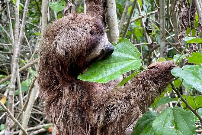 Puerto Viejo Sloth Jungle and River Kayaking Tour - Jungle hike and kayak in Punta Uva: what this tour feels like