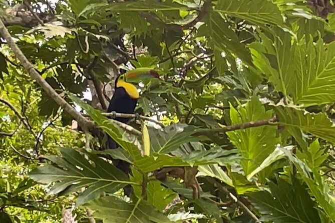 Puerto Viejo Sloth Jungle and River Kayaking Tour - Stop 1: Punta Uva trail walk and the viewpoint with big payoffs