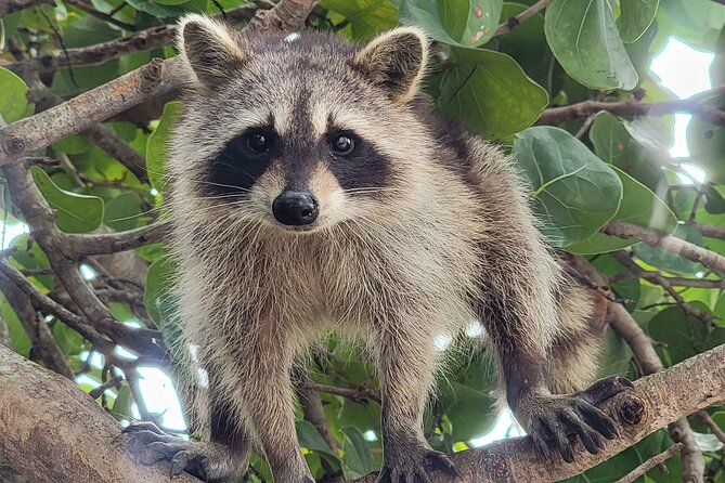 Raccoon Island: Exploration on SUP/Kayak - The Oleta-to-Island Switch: From Paddle Power to Boat Ride