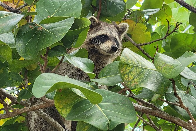 Raccoon Island: Exploration on SUP/Kayak - Price Check: Is $99 Worth It for SUP/Kayak + Island Time?