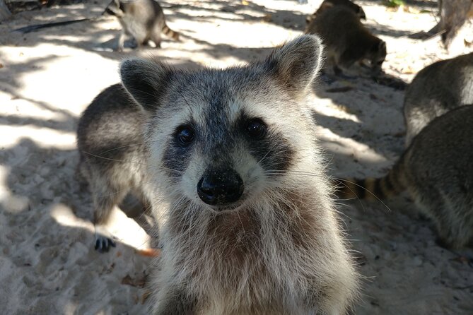 Raccoon Island: Exploration on SUP/Kayak - Should You Book Raccoon Island: Exploration on SUP/Kayak?