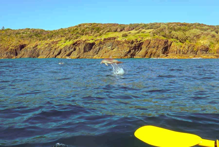 Rainbow Beach: Kayaking with Dolphins and Beach 4WD Tour - Kayaking around the headland: what the paddle feels like