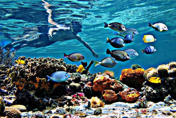 Reef Snorkel & Ocean Paddle Adventure in Fort Lauderdale Beach - Weather, timing, and common sense planning