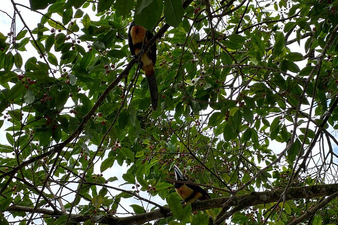 Relaxing Canoe Tour in Tortuguero - The canoe itself: quiet, eco-friendly, and made for wildlife