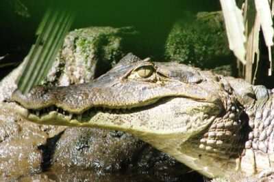 Relaxing Canoe Tour in Tortuguero - The early morning window (6:00 AM–9:00 AM) and why it matters