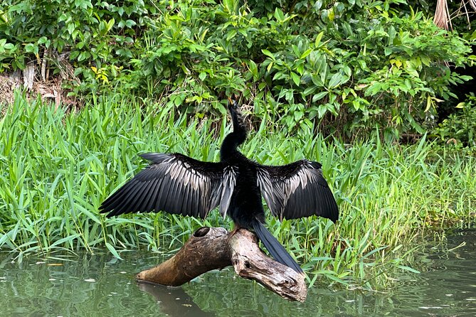 Relaxing Canoe Tour in Tortuguero - Creeks and lagoons: how the guide helps you spot animals