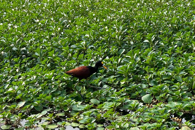 Relaxing Canoe Tour in Tortuguero - Small-group value: up to 7 people, not a floating classroom