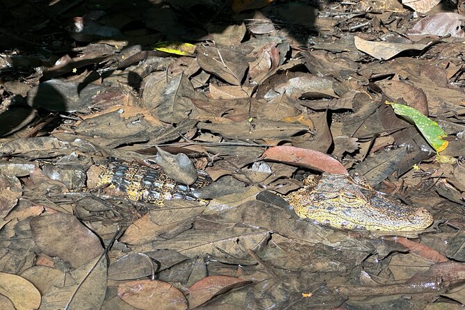 Relaxing Canoe Tour in Tortuguero - Guide quality: when the professionalism is part of the magic