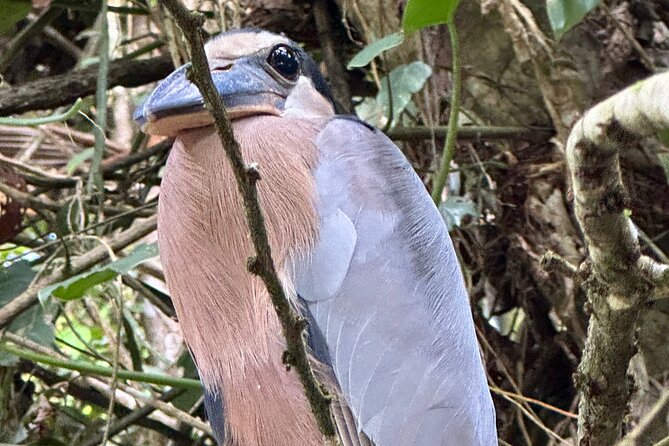 Relaxing Canoe Tour in Tortuguero - Price and value: what $30 really covers
