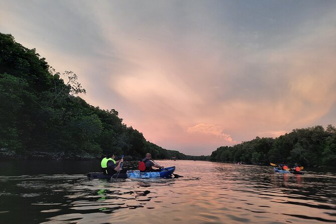 River Exploration and Mangrove Nature Tour by kayaking - Wildlife you can realistically watch (and how to improve your chances)