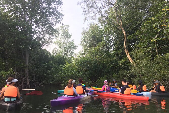River Exploration and Mangrove Nature Tour by kayaking - Morning vs sunset sessions: picking the best time for wildlife and vibes