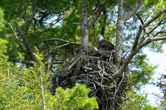 River Relics Kayaking Adventure - Swift Point Lighthouse: quick look, conditions permitting