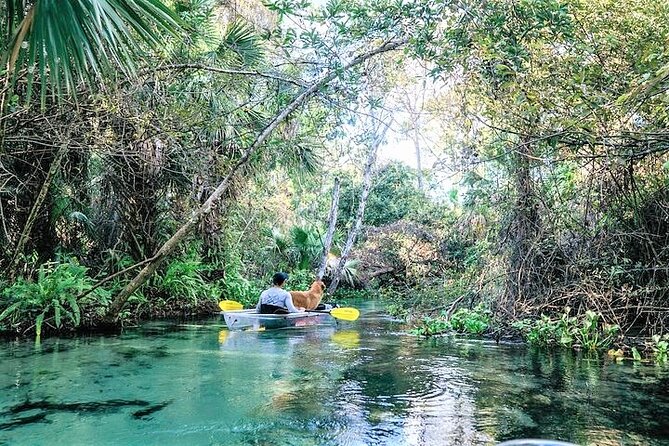 Rock Springs 2-Hour Glass Bottom Guided Kayak Eco Tour - Emerald Cut: where spring water turns the paddle into an animal-spotting mission