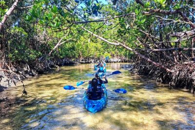 Rookery Bay Kayak Adventure – Mangroves, Wildlife & Photos - Paddling Through Mangrove Tunnels: Why This Route Feels Different