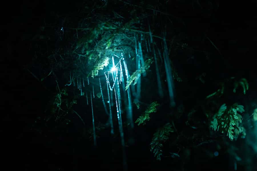 Rotorua: Glow Worm Kayak Tour - Entering the Glow Worm Caves: Why “From the Water” Changes Everything