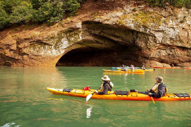 Saint John: Guided Kayaking Tour of St. Martins Sea Caves - Wildlife You Might Spot (and How to Look Smart)