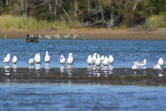 Sandhill Crane Kayak Tour with Chattanooga Guided Adventures - Why winter sandhill crane kayaking near Chattanooga is a smart idea