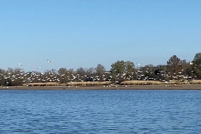 Sandhill Crane Kayak Tour with Chattanooga Guided Adventures - Where you’ll start in Birchwood (1:30 pm) and what to know before you go