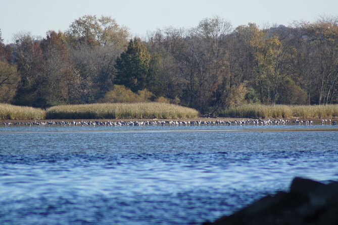 Sandhill Crane Kayak Tour with Chattanooga Guided Adventures - The “best winter paddling trip in the area” claim—what you should judge it by