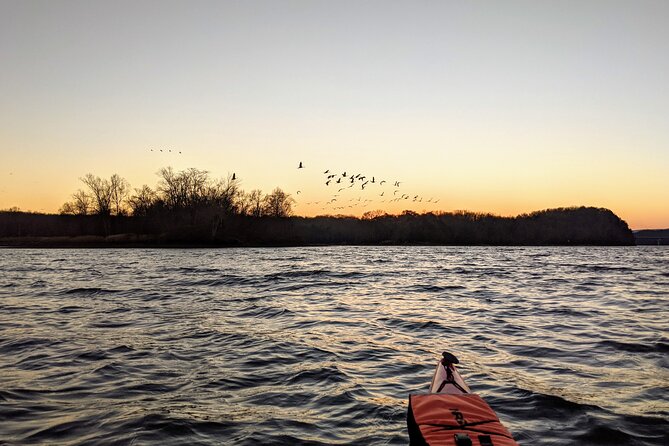 Sandhill Crane Kayak Tour with Chattanooga Guided Adventures - Who should book this kayaking-and-birds experience (and who might skip it)