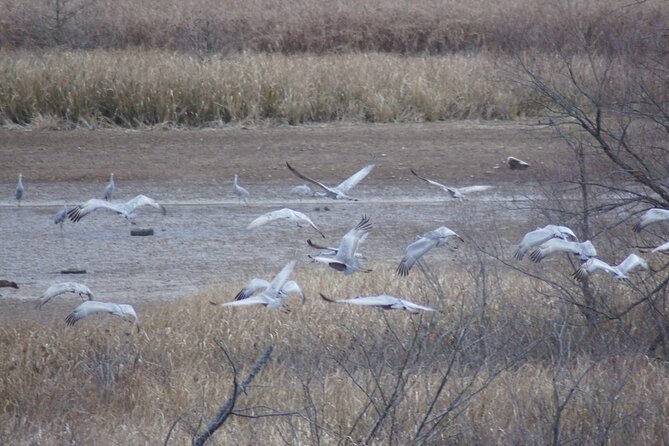 Sandhill Crane Kayak Tour with Chattanooga Guided Adventures - Your 3-hour guided paddle: what the outing feels like on the water