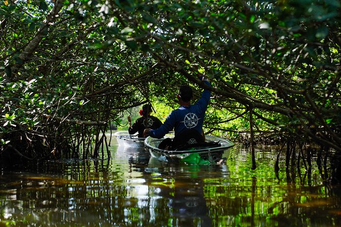 Sarasota Clear Kayak Tour - Your Guide and Why the Stories Matter on a Clear Kayak