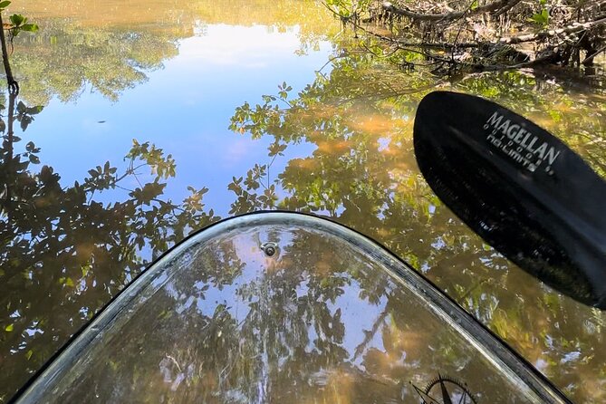 Sarasota Clear Kayak Tour - The Real Workout: Wide Clear Kayaks and How They Feel