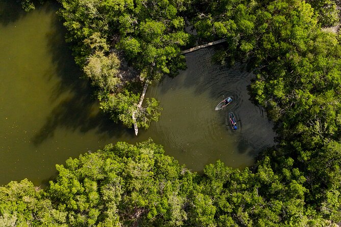 Sarasota Clear Kayak Tour - Wildlife and Visibility: How to Set Expectations for a Clear Kayak