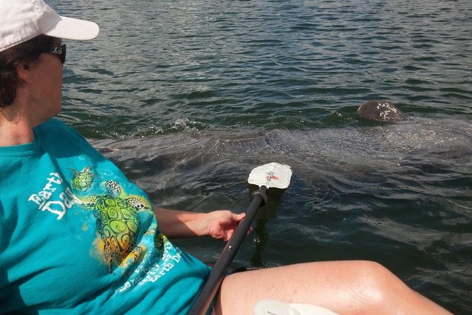 Sarasota Guided Mangrove Tunnel Kayak Tour - Key highlights before you paddle