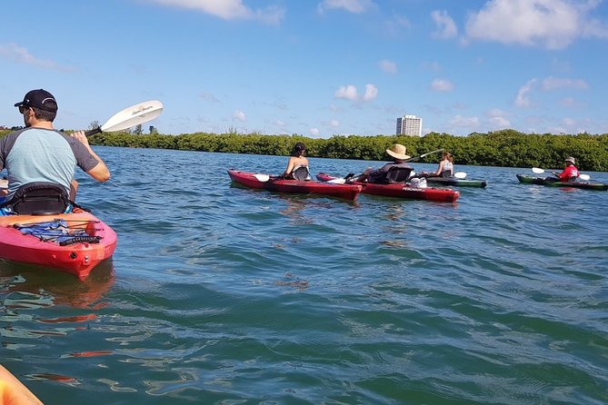 Sarasota Guided Mangrove Tunnel Kayak Tour - The mangrove tunnel moment on South Lido: why this route is the point
