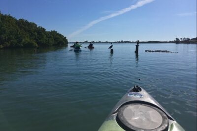Sarasota Guided Mangrove Tunnel Kayak Tour - Paddling Little Sarasota Bay with a guide who keeps you on track