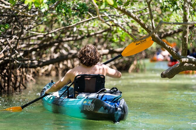 Sarasota Mangrove Tunnel Guided Kayak Adventure - Kayaking the Lido Key mangrove tunnels: why the scenery works at paddle speed