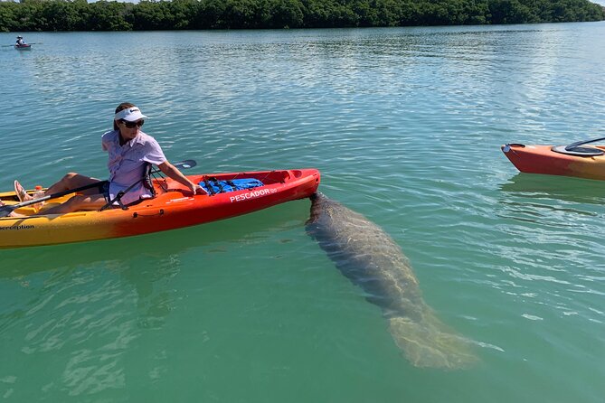 Sarasota Mangrove Tunnel Guided Kayak Adventure - Logistics that actually affect your day