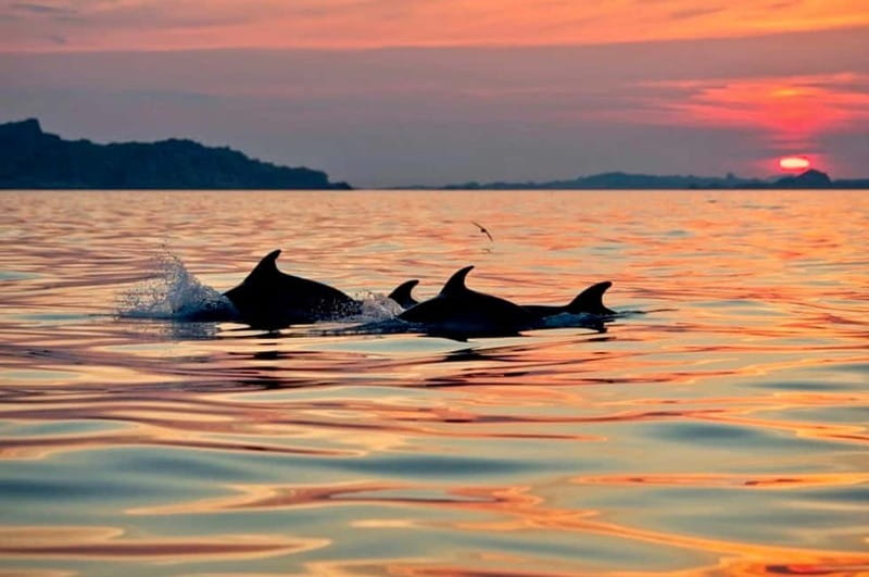 Sardinia: Sunset Kayak Tour + Snorkeling and Local Aperitif - The sunset paddle: white beaches, cliffs, and possible dolphins