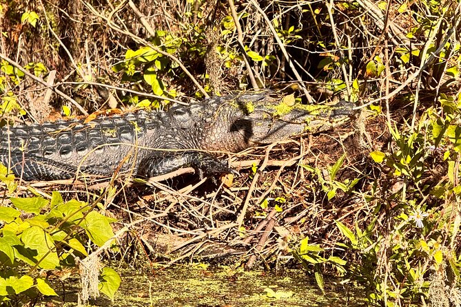 Sassy Silver Springs Kayak and Paddle Rental - Silver Springs State Park: Wildlife Watching From the Best Angle