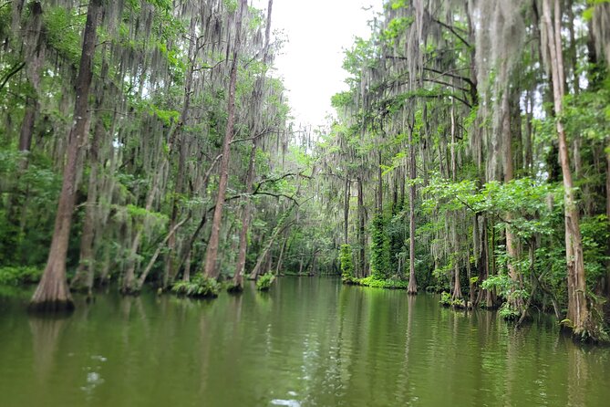Scenic Half-Day Kayak or Paddleboard Rental – Dora Canal - Choosing your craft: single kayak, tandem kayak, or paddleboard