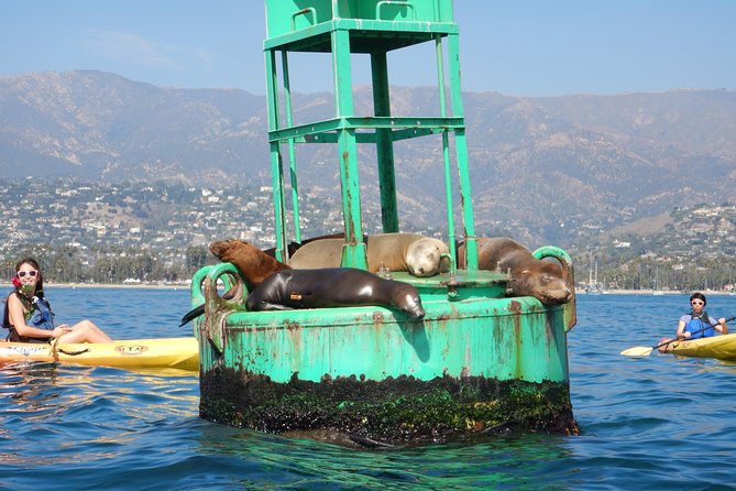 Sea Lion Kayak Tour - Santa Barbara Harbor - Quick Takes Before You Paddle