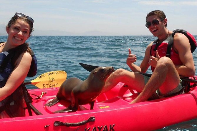 Sea Lion Kayak Tour - Santa Barbara Harbor - Sea Lion Kayak Tour in Santa Barbara Harbor: What You’re Really Buying