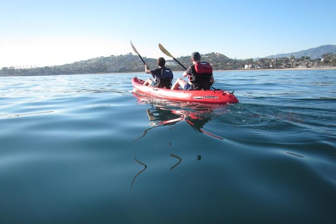 Sea Lion Kayak Tour - Santa Barbara Harbor - Wildlife Spotting That’s More Than a Guess: Sea Lions, Birds, Dolphins