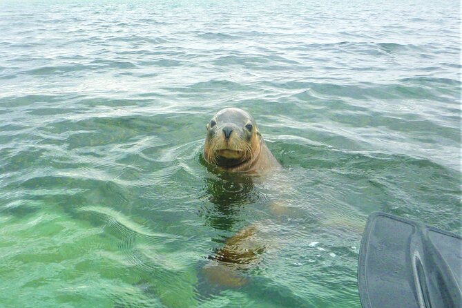 Seal Island and Penguin Island or Point Peron Sea Kayak Tour - Key things I’d zero in on