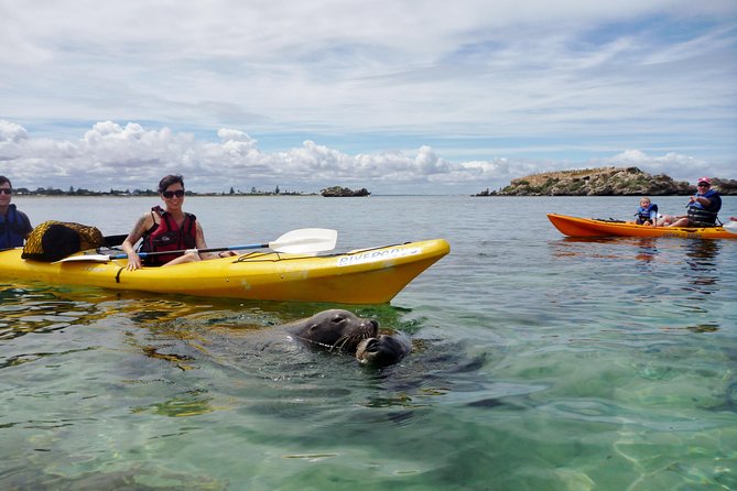 Seal Island and Penguin Island or Point Peron Sea Kayak Tour - Seal Island and Penguin Island: what you can realistically expect
